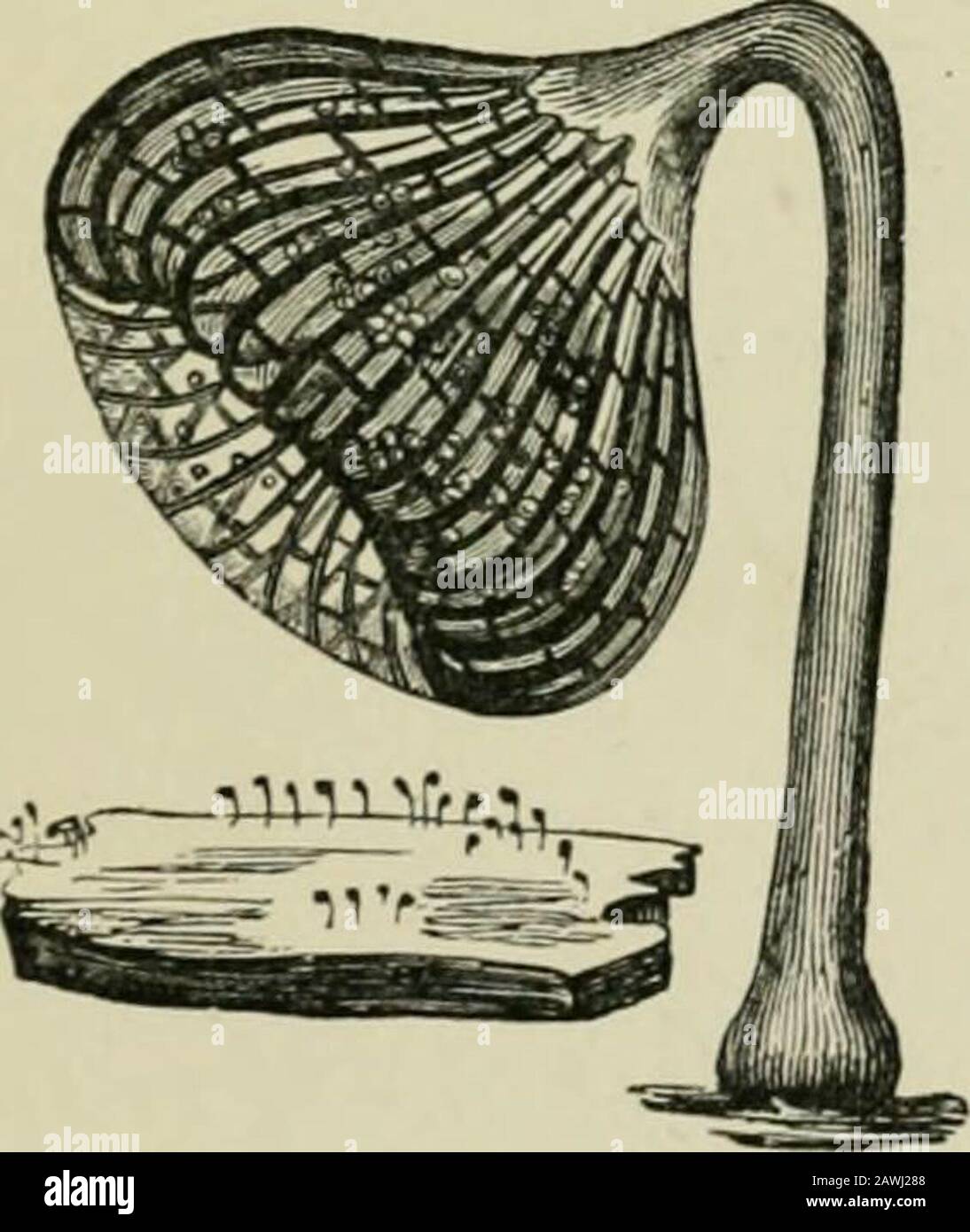 Introduction to the study of fungi : their organography, classification, and distribution for the use of collectors . Fig. 1-11.—Cribraria intricata.. 314 INTRODUCTION TO THE STUDY OF FUNGI the upper portion of the columella. In the Stemoniteae thetypical genus is Stemonitis (Fig. 143), inwhich the sporangia are free, whilst in theother genera, as Amaurochaete, Brefeldia,and Eeticularia, the sporangia are combinedinto an aethalium. In the other section,called Lamprodermeae, there are some halfdozen genera, in all of which the sporangiaare free, but in the most numerous andtypical genus, Lampro Stock Photo