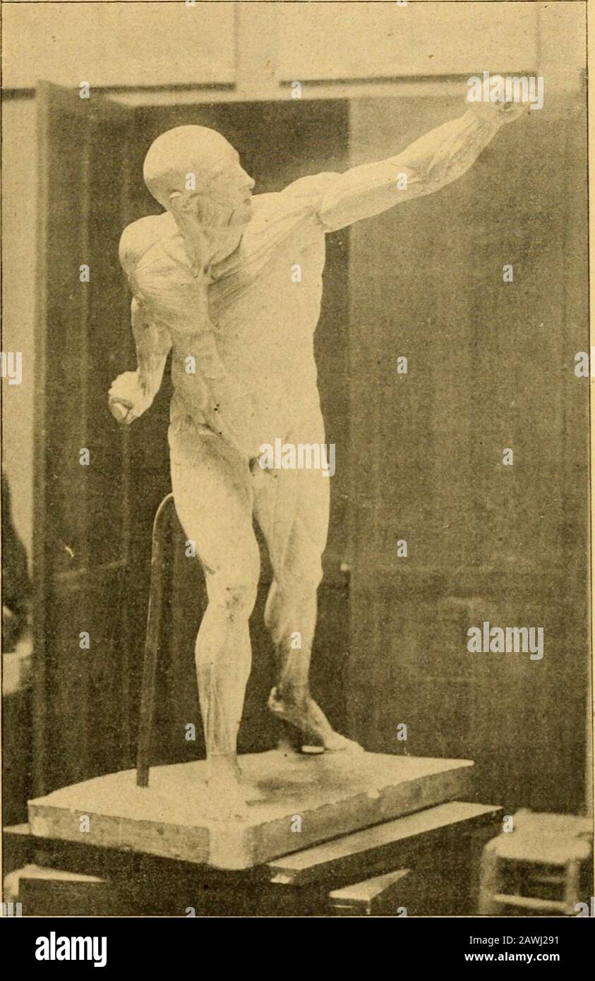 Histoire de l'anatomie plastique : les maitres, les livres et les écorchés . ent quilfallait, pour un atlas, le représenter sur une surfaceplane ? Les raccourcis sont tels quil a été difficile demontrer certaines parties dune façon bien nette, etquil a été impossible den dessiner certaines autres.Où est représentée Taponévrose elliptique du trapèze?Où voit-on la musculature de la nuque? Nulle part;parce que, à cause de lattitude du Gladiateur;, à causedu raccourci, on ne pouvait les apercevoir. Combienles planches de Gamelin, dessinées daprès de simpleset vulgaires cadavres, sont plus intére Stock Photo