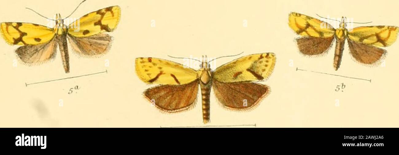 The Lepidoptera of the British Islands : a descriptive account of the families, genera, and species indigenous to Great Britain and Ireland, their preparatory states, habits, and localities . E.C.J^^ dfiletlith VinasTd Broo^DayA Son. Le*inp L Rbbv« fitC9Lon.iloix PLATE CCCCLXV. Fig. 1. Phtheocbroa rugosana. la. „ „ female. 2. „ sodaliana. 3. Brachytaenia semifasciana. 3a. „ „ female. 4. „ hartmanniana. 4a. „ „ female. 5. ,. woodiana. 5rt. ,, ,, female. 6. Antitliesia salicella. PLATE 465. Stock Photo