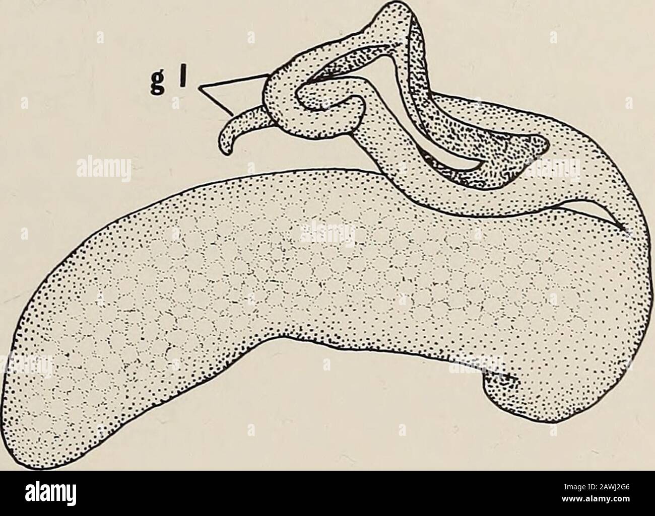 SCP-150 is an obligate parasite that resembles the tongue-eating louse, scp 150