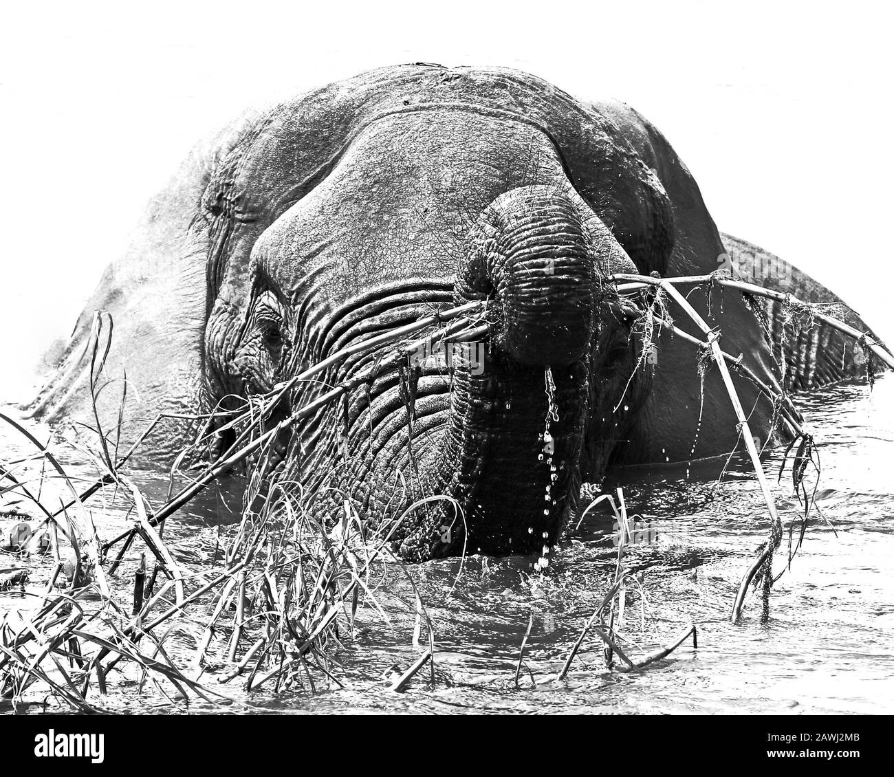 Elephants in Mana Pools, Zimbabwe Stock Photo