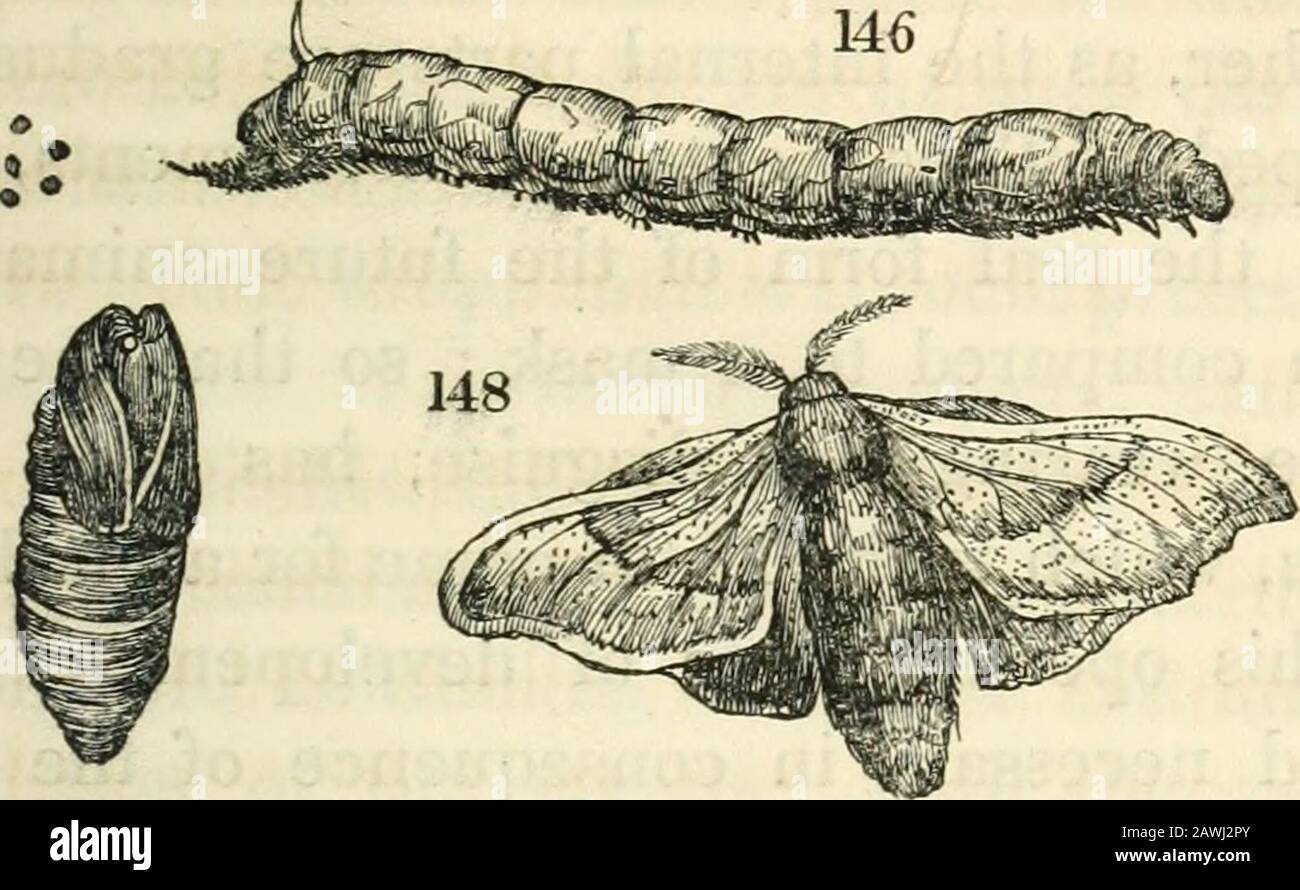 Animal and vegetable physiology, considered with reference to natural theology, by Peter Mark Roget .. . of bodywhich follow the head are greatly enlarged, inorder to support the more recently developedorgans of progressive motion, they are also moreconsolidated, and rendered stronger by the unionof several pieces which were before separate.The hinder segments, having no such appen-dages to support, are less dilated, and the wholebody is much shortened by the approximation ofthe segments, which in this way compose theabdomen, or hinder division of the insect. The progress of the metamorphoses Stock Photo