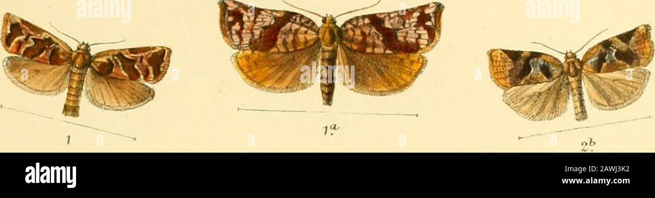 The Lepidoptera of the British Islands : a descriptive account of the families, genera, and species indigenous to Great Britain and Ireland, their preparatory states, habits, and localities . ;.C.16li^t dd etOitK Vincent BrooJ&lt;s Day 8t Son Ltf^Ligj 1. Reeve &. C^ l-ajidcn. PLATE CCCCXLIV Fig. I. Tortrix piceana, male. a. female. 2. decretaua, male. 2a. ., ., female. 2b. .. ,, male, var. 2c. female, var. 3. crataegana, male. ?.i&lt;(. ,, ,. female. U. ,, ., male, var. 4. sylosteaua, male. ?U. female. ?y-. ,. .. .. var. PLATE 444. Stock Photo
