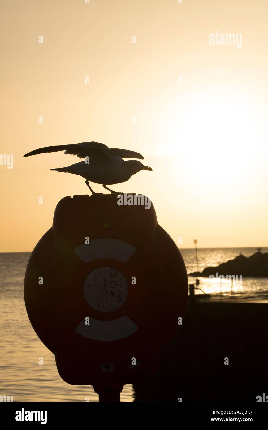 A gull atop a life belt/ring at sunrise in February next to the Cobb Harbour at Lyme Regis. Dorset England UK GB Stock Photo