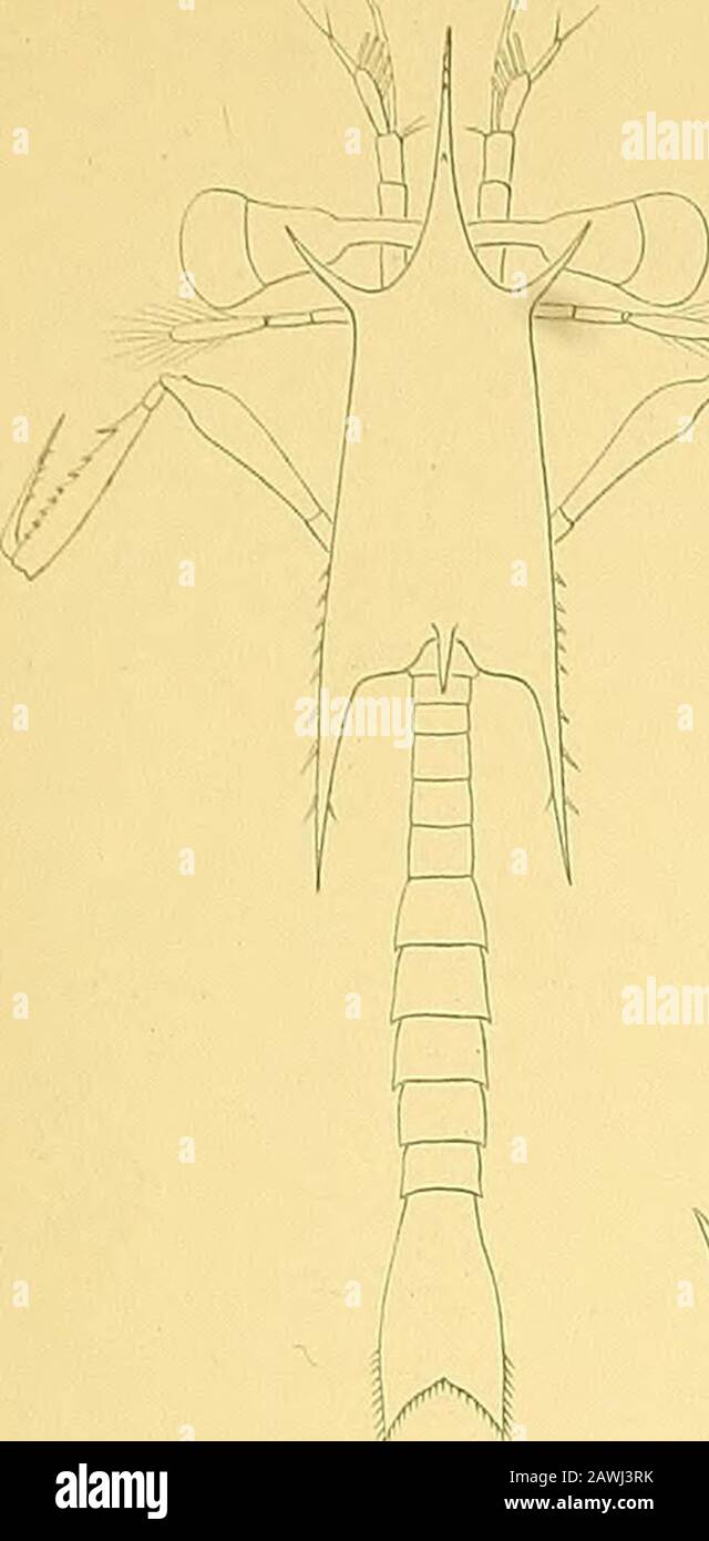 Die Stomatopoden der deutschen Tiefsee-Expedition . 2. â paradoxa n. sp., ein junges Exemplar von 5,7 mm LÃ¤nge. 14:1. â 2a. â â linker RaubfuÃ desselben Exemplares, von auÃen gesehen, c. Carpus m. Manus, d. Dactylus, ks. KiemensÃ¤ckchen. 52:1. â 2b. â â Rostrum desselben Exemplares, von der Seite gesehen. 28:1. â 3. â strigosa n. sp., ein halbausgewachsenes Exemplar von 15,8 mm LÃ¤nge. 4:1. â 3a. â â linker Uropod eines etwas Ã¤lteren Stadiums, von oben gesehen. 8:1. â 4. â subtruncata n. sp., ein nicht ausgewachsenes Exemplar von 23,9 mm LÃ¤nge. 3:1. â 5. Telson einer jungen Alima von 10,4 m Stock Photo
