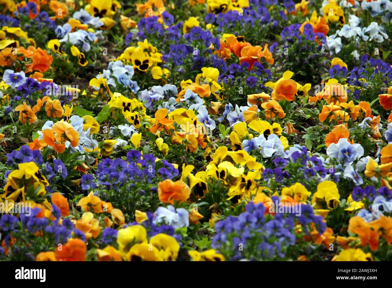 colorful Pansy flower in garden nature spring season Stock Photo