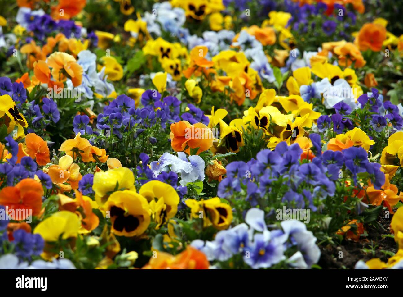 Pansy flower in garden nature background Stock Photo