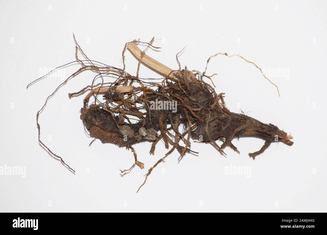 Dried Cypriol or Cyperus scariosis Root also known as Nutgrass in Hindi called Nagarmotha is riverbed plant native to India's Madhyapradesh state. Has Stock Photo