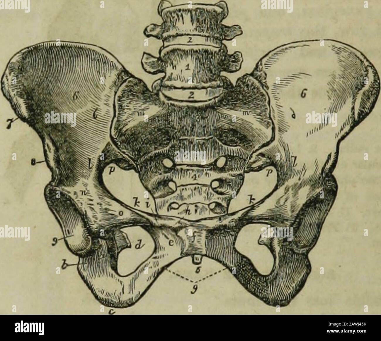 Pectinate Line Pelvis