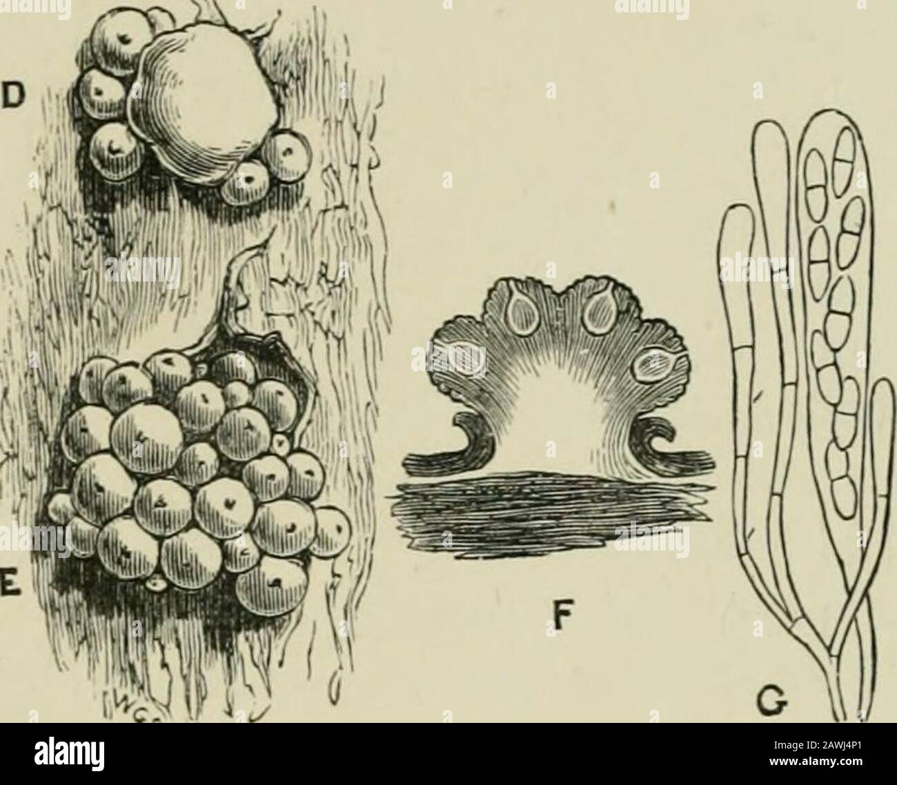 Introduction to the study of fungi : their organography, classification, and distribution for the use of collectors . cases, a circle of these darkbodies around a smooth pink centre. These darker bodies arethe mature Nectria, which grow at length upon the same stroma,and are the ultimate development of the pink pustules whichproduce the conidia. Each of the dark bodies is a perithecimn,or receptacle, which encloses the fruit, consisting of sporidia, con-tained in asci (Fig. 133 at G). Here, then, we have the Tubercu-laria in the first instance, as a smooth, compact, pink, erumpentpustule, the Stock Photo