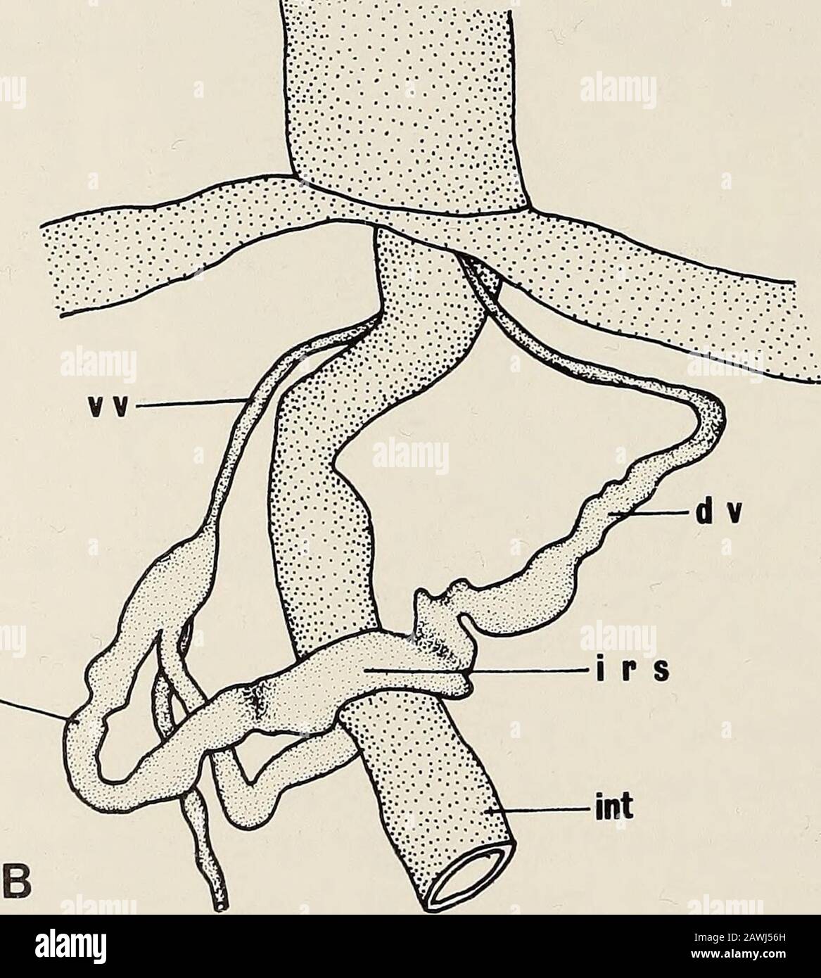 Annals of the South African Museum = Annale van die Suid-Afrikaanse Museum . n i v. 2 mm Fig. 19. Ochetostoma palense. Anterior part of the trunk cavity.A. Gonoducts. B. Blood vessels. ECHIURA FROM SOUTHERN AFRICA 65 Blood system. Intestinal ring sinus is an incomplete vascular ring at end offoregut (Fig. 19B). Paired neuro-intestinal vessels unite before opening intoventral vessel. Dorsal vessel prominent, arising from ring sinus and enteringproboscis. Remarks Ochetostoma palense (Ikeda, 1924) is based on a single specimen from PalauIslands, Japan. The holotype is small, about 22 mm in its en Stock Photo