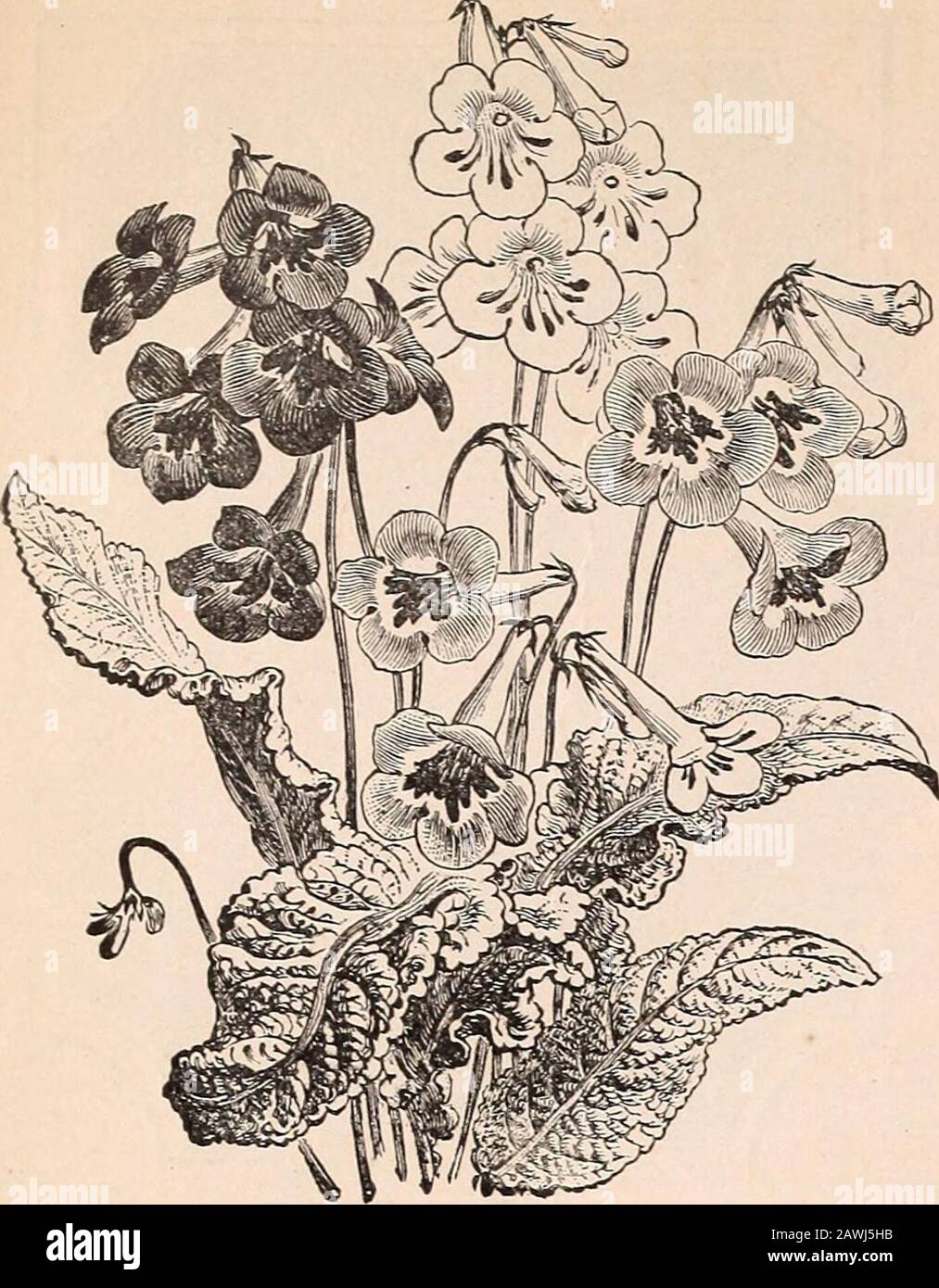 R& JFarquhar and Co'scatalogue, 1897 : reliable tested seeds plants, bulbs fertilizers tools, etc. . OBE. Nothing moredesirable for bouquets can be imagined than the beautiful, longsprays of this Stock, with its spicy fragrance ; whether grown forcutting indoors during winter, or in the open garden flower bed, itis admirable in every way. No. 7417. Pkt., .20. PEA, NEW DWARF, YELLOW FLOWERING. (Croto-laria Retusa.) The flowers of this beautiful annual are golden-yellow and of Sweet Pea form; it is a low-growing, branchingplant, every branch producing long racemes of these golden sweetpea-like f Stock Photo