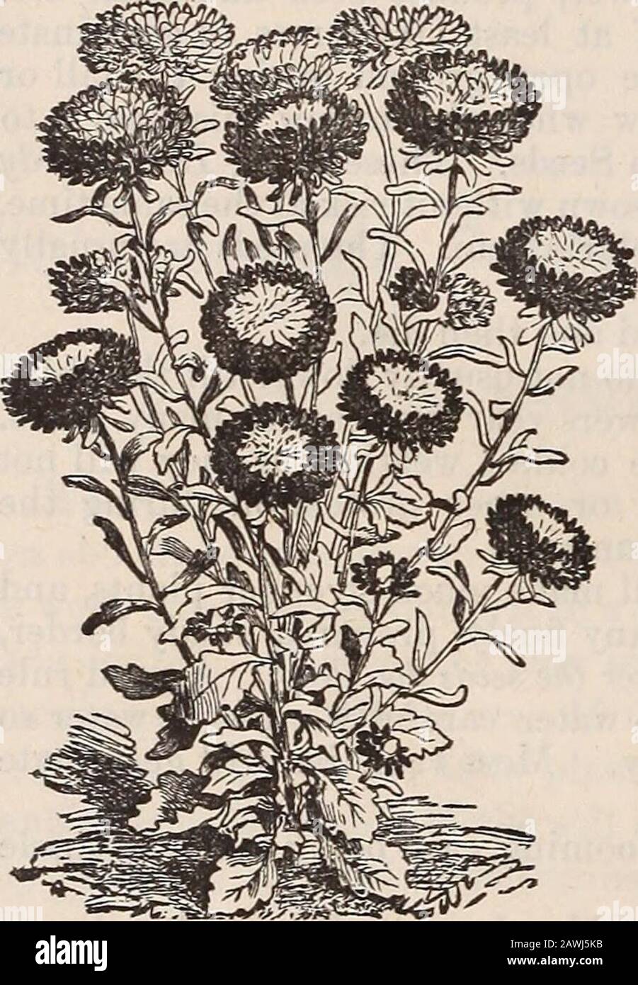 Catalogue of seeds, agricultural & horticultural supplies and guide for the garden, field & farm . oc5c Ageratum Mexicanum (Imperial Dwarf). Height Price• in feet Carmine scarlet foliage 2 Various shades of red 2 per pkt. 5c10c10c10c5c10c. 10c 5c 10c 10c10c10c10c15c15c 10c 15c15c Melancholicus Ruber, hh. Blood red 1 Salicifolius, hh [Fountain Plant]. Purple, crimson and gold 3 Tricolor, hh [Josephs Coat]. Red, green and yellow 1 Giganteus, hh 5 The Amaranthus are splendid plants to give a tropical effect in Mixed Borders and Shrubbery.Plant in sunny places, and poor soil. Anagallis, mixed, var Stock Photo