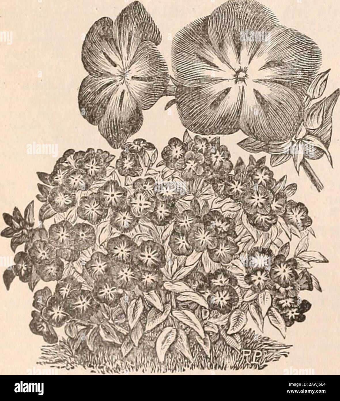 R& JFarquhar and Co'scatalogue, 1897 : reliable tested seeds plants, bulbs fertilizers tools, etc. . variegated Oxalis, similar in habit to the above-named, butwith the leaves brilliantly blotched and mottled with crimson.No. 5818. Pkt., .20. PANSY, FIERY FACES. An interesting and charming nov-elty ; the flowers are of pleasing shape; in color purple-scarletwith yellow margin and yellow eye ; the three lower petals markedwith large, velvety, purple-black spots; very brilliant and attrac-tive. No. 6042. Pkt., .20. PANSY, PRESIDENT CARNOT. ? A handsome white Pansy,large in size and of an effecti Stock Photo
