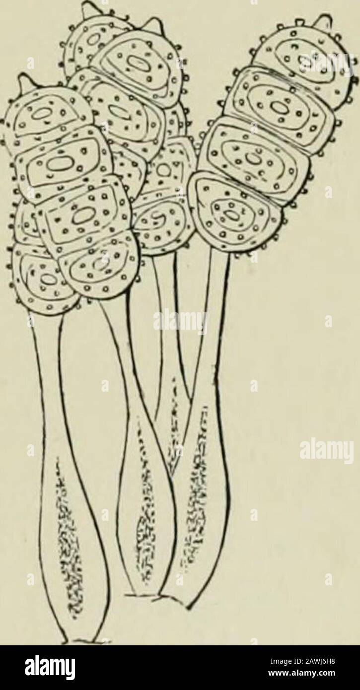 Introduction to the study of fungi : their organography, classification, and distribution for the use of collectors . th long, sometimes verylong, pedicels. In Fhragmosporae the teleutospores are three, or more,septate, in one direction. In most generathey are destitute of a pseudoperidium,whilst in Phragmidium^ (Fig- 119) andXenodochus the uredospores are solitary.The differences between these two generaare slight: in the former the teleutosporesare cylindrical, the cells not readily break-ing up into joints; in the latter the cellsare more numerous and moniliform, soonbreaking up into the co Stock Photo