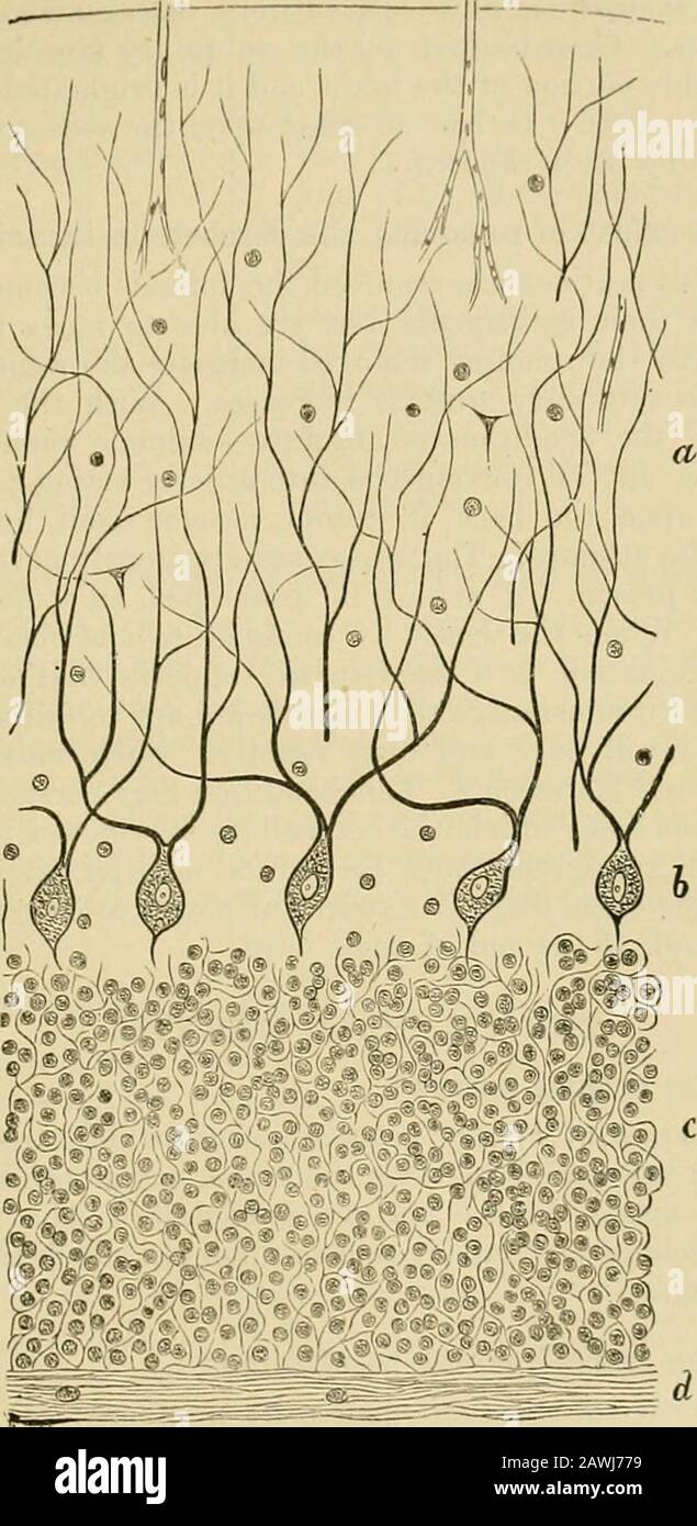 Microscope connective tissue nerve hi-res stock photography and images ...