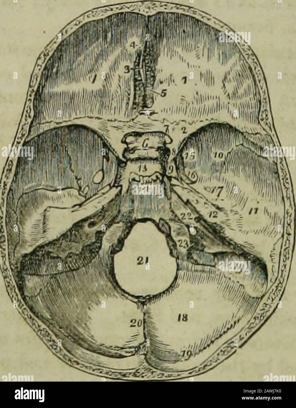 The hydropathic encyclopedia : a system of hydropathy and hygiene in eight parts ..designed as a guide to families and students, and a text-book for physicians . called olivary. 7.Foramen opticum. 8. Anterior clinoidprocess. 9. The Carotid groove on the ,side of the sella turcica, for the internalcarotid artery and cavernous sinus. 10,11, 12. Middle fossa of the base of theskull: 10 marks the great ala of the sphe-noid ; 11, the squamous portion of thetemporal bone; 12, the petrous portion.13. The sella turcica. 14. liasilar portionof sphenoid and occipital bones. Theuneven ridge between 13 an Stock Photo