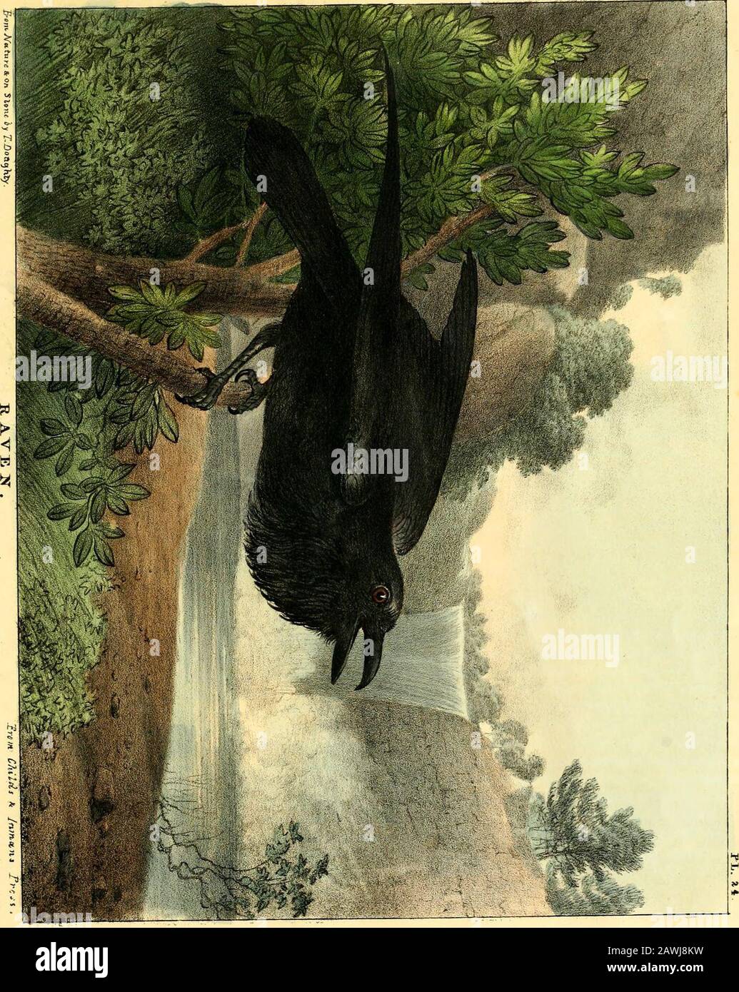 The Cabinet Of Natural History And American Rural Sports Dew As Ere My Mother Brushdwith Ravens Feather From Unwholesome Fendrop On You Both T That The Science Of Augury Is The Cabinet Of Natural History And American Rural Sports Dew As Ere My Mother Brushdwith Ravens Feather From Unwholesome Fendrop On You Both T That The Science Of Augury Is