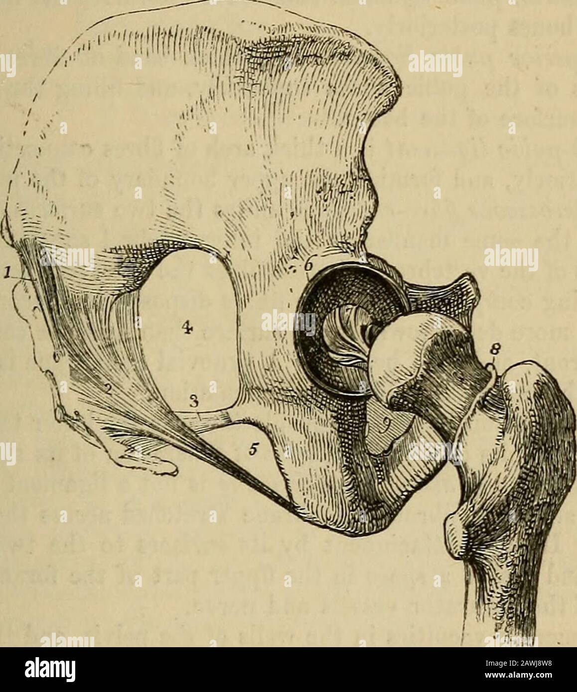 The anatomist's vade mecum : a system of human anatomy . ament, and behind with the gluteus maximus, to some ofthe fibres of which it gives origin. By its superior border it formspart of the boundary of the lesser ischiatic foramen, and by its lower * The ligaments of the pelvis and hip-joint. 1. The lower part of the ante-rior common ligament of the vertebras, extending downwards over the frontof the sacrum. 2. The lumbo-sacral ligament. 3. The lumbo-iliac liga-ment. 4. The anterior sacro-iliac ligaments. 5. The obturator membrane.6. Pouparts ligament. 7. Gimbernats ligament. 8. The capsular Stock Photo