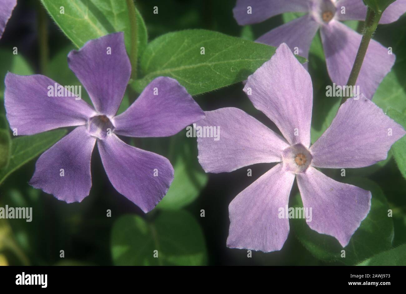 CLOSE-UP OF A VINCA MAJOR FLOWERS (KNOWN AS BIG LEAF PERIWINKLE, LARGE PERIWINKLE, GREATER AND BLUE PERIWINKLE) Stock Photo