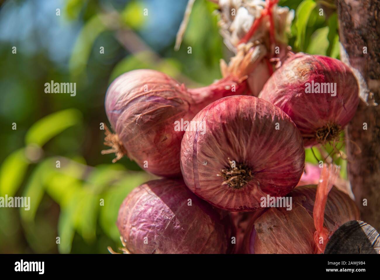 Rope of onions hi-res stock photography and images - Alamy