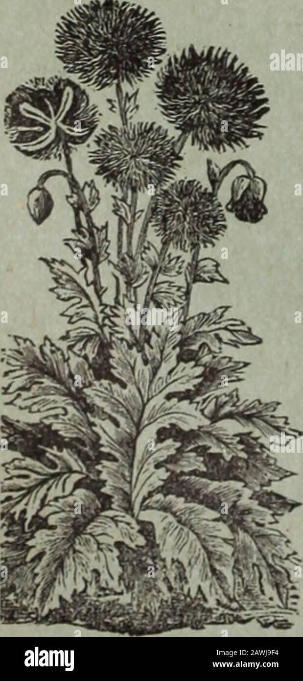 Cole's garden annual . er seen. The fourlarge lower petals show distinctly a Victoria Cross; while looking at thegrand double flowers on the top or side they each appear a glowing ball ofthe most vivid scarlet. The flowers are quite 3^4 to i inches in diameter; thepetals are finely cut or fimbriated, which adds greatly to their beauty. Theplants grow 2*4 feet high, and bear in abundance the magiiiticent doubleflowers gracefully on long stems. On account of so many varieties beingcoarse, Poppies are not generally grown, and those who have never seen thelatest novelties of the Poppy may be slow Stock Photo