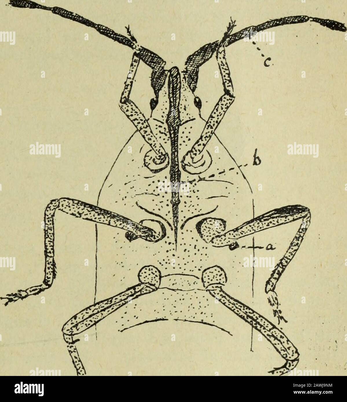 House Fly Dissection Annual report of the Fruit Growers' Association of Ontario, 1904 . Fig ...