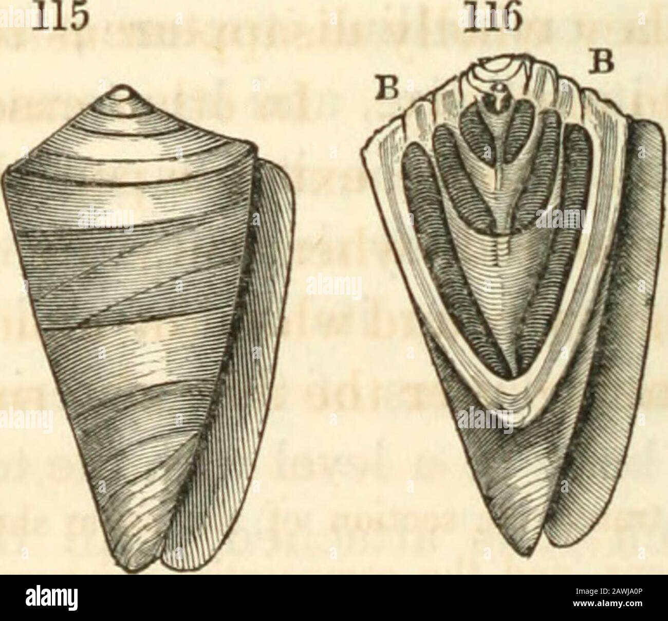 Animal and vegetable physiology, considered with reference to natural theology, by Peter Mark Roget .. . topof the coral to which it is attached, until the * As in the genera Turritella, Terebra, Cerithium, and FaSciolaria. 250 THE MECHANICAL FUNCTIONS. original shell is quite buried in this vitreous sub-stance. The forms of the Cone and Olive shells are suchas to allow but a small space for the convolutionsof the body of the animal, which accordinglybecomes, in the progress of its enlargement, ex-cessively cramped. In order to obtain morespace, and at the same time lighten the shell,the whole Stock Photo