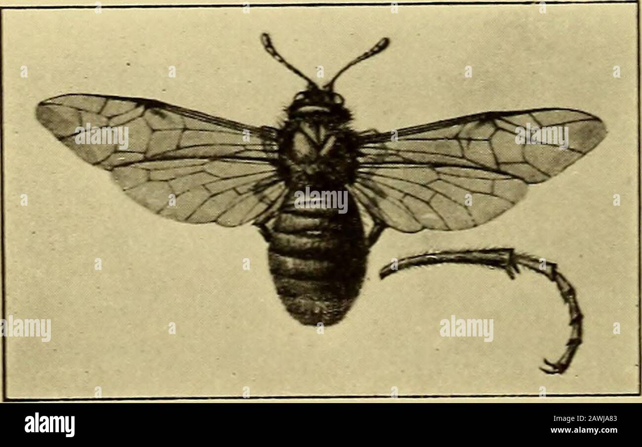 Annual report . in May. It is probable that a whale oil soap solu-tion, using 1 pound to 4 gallons of water would be equally satisfac-tory. In either event the spray should be coarse and forcible soas to drive the insecticide through the woolly protective matter andbring it into contact with the underlying insect. MISCELLANEOUS Hawthorn sawfly 1 Trichiosoma tibialis Steph.). Acocoon of this European species was received April 10, 1911 throughthe State Department of Agriculture. The specimen was removedfrom Crataegus which had been imported from Holland. The adult was reared and the provisional Stock Photo