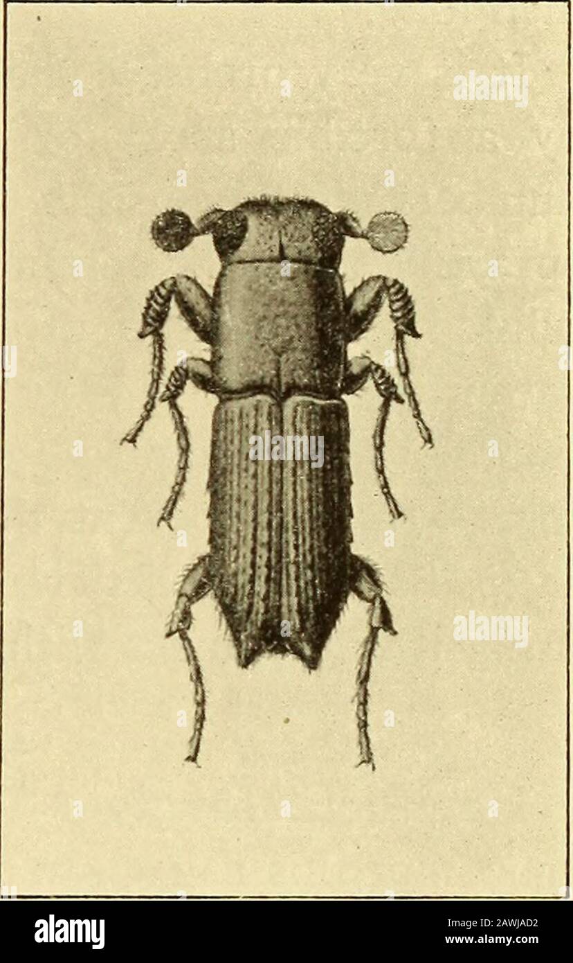 Annual report . atus Chap. Numbers of this CentralAmerican borer were taken last August on Panama logs which hadbeen shipped around the Horn and were then in the lumber yard atAstoria. The beetles were coming out in large numbers and attack-ing freshly sawn sappy mahogany in theyards, running longitudinal and, in someinstances, vertical galleries into the wood.It was estimated that the injury in earlyAugust was as high as $200 a day. An-other Ambrosia beetle, namely, X y 1 e -borus torquatus Eich., was alsotaken in some numbers on the mahoganylogs. With the above were associatedspecies of A u Stock Photo