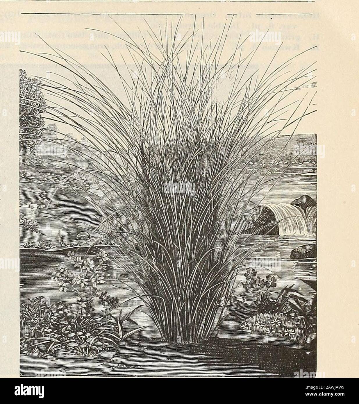 General catalogue of fruit and ornamental trees, shrubs, roses, etc . ember. 50c. H. orgyalis. GRACEFUL Spnflower. Tall and graceful; flowers three to four inches in diameter, produced abundantly in September; six to eight feet. 25c.H. multiflorus fl. i&gt;l. DOUBLE Sunflower. A blaze of gold in late summer and early autumn, aud altogether one of the showiest of hardy perennials. 25c. HELLEBORUS. Cliristmas Rose. The following are all evergreens, and bloom in March or April.H. atrorubens. Flowers purplish red, in clusters. April. 50c.H. niger. Beautiful white flowers. 50c. H. olympicus. A hand Stock Photo