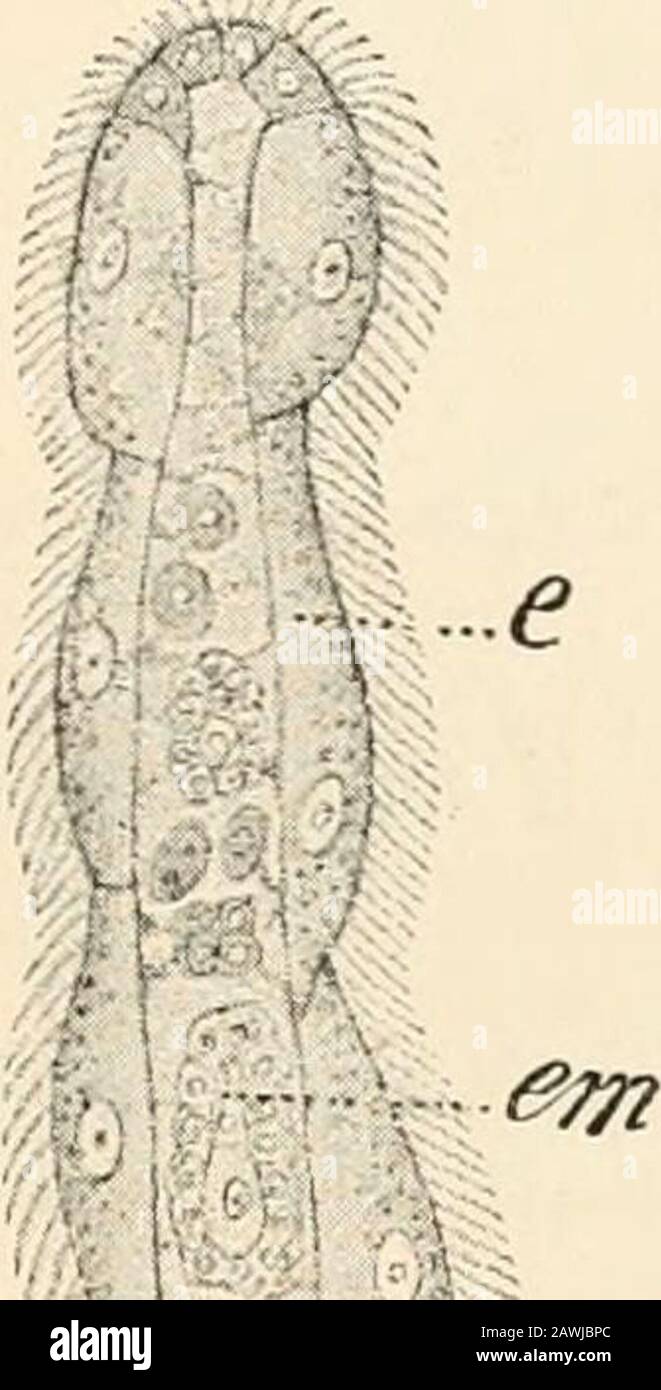 Text-book of comparative anatomy . The oral opening and gastral cavity have heredisappeared in the same way as in the Cestoda. The body of theOrthonectidce is outwardly ringed, and between ectoderm and endodermhas a layer of ectodermal muscular fibres. In the Orthonectidcespermatozoa and eggs are produced in the endoderm, but in different II GASTRJZADJE 59 dissimilar individuals. In the Dicyemidce no spermatozoa have yetbeen discovered, but many egg-like germs, which apparently withoutfertilisation develop as eggs within the axial cell. The course of development is as follows. The egg or the u Stock Photo