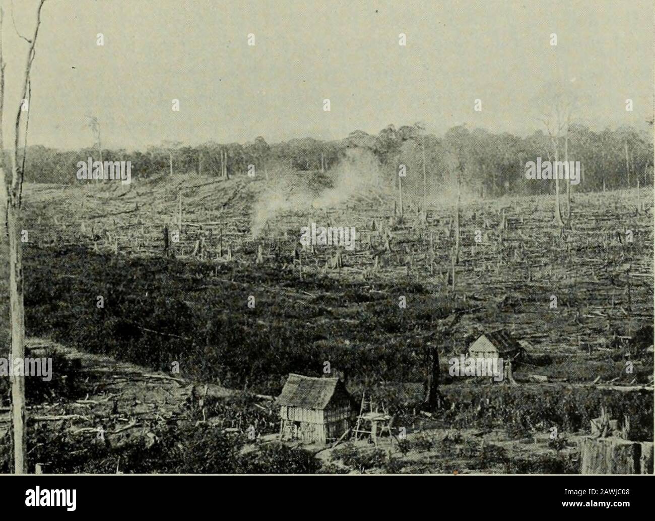 The Rubber Tree Book The Flames Even If Only Government Jungle Is On The Boundaries Itis Necessary To Take These Precautions The Writer Is Thedirector Of A Plantation In The Federated