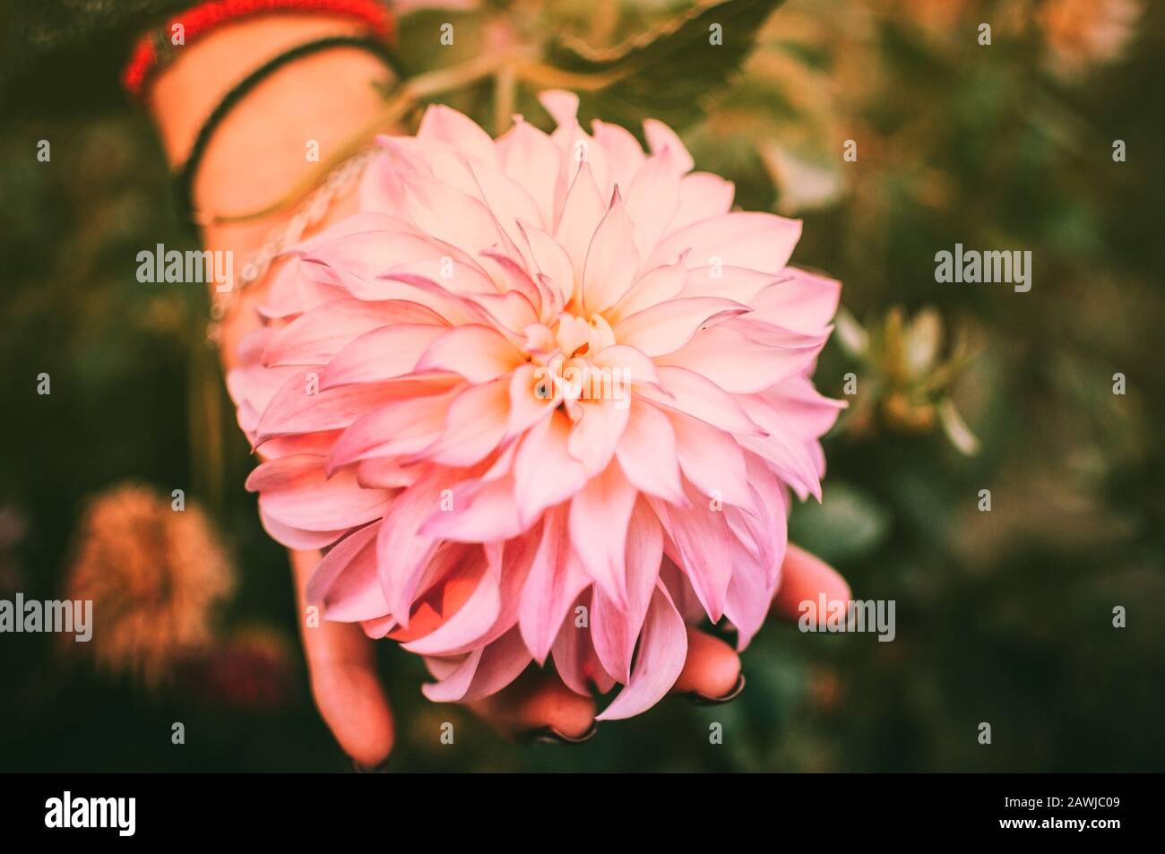 Background of pink chrysanthemum flower in the autumn garden. Girl's hand supports a flower bud. Holiday concept. Stock Photo