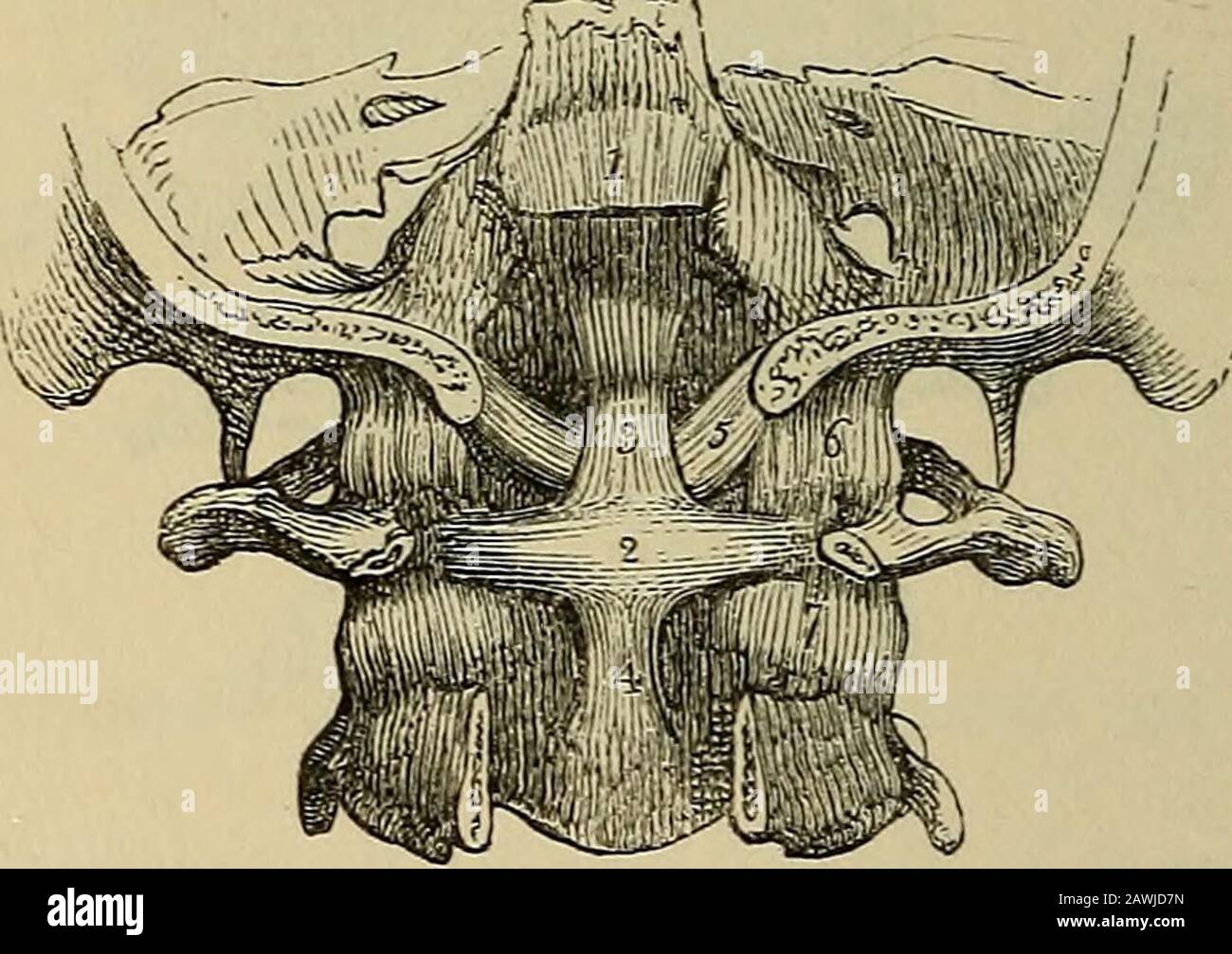 The anatomist's vade mecum : a system of human anatomy . le by the ...