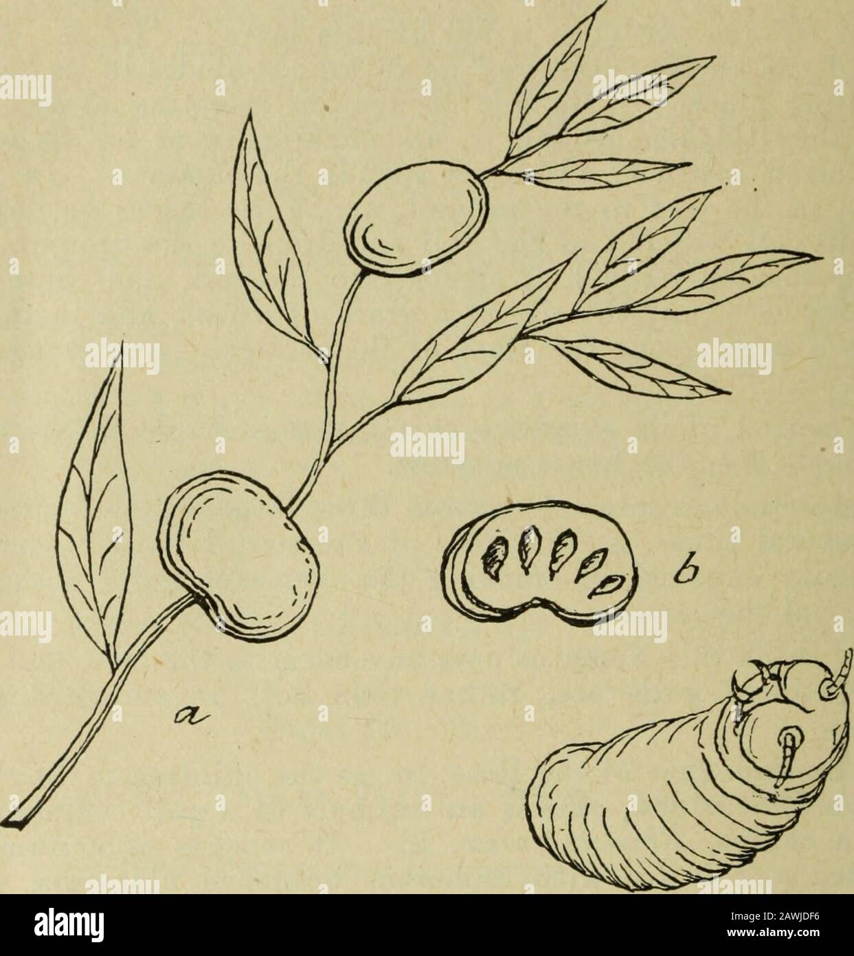 Annual report of the Fruit Growers' Association of Ontario, 1904 . pear in the end of July. Galls of this kind are, insome seasons, abundant on the Island of Orleans. B, a, I have often found upon the Canadian Blueberrv (VacciniumCanadense, Kalm), a very pretty gall of the size of a cherry, and of a rosyhue. The maker of this, Solenozopheria vaccinii was described by MrAshmead in 1887 (Trans. Am. Ent. Soc. XIY., p. 149). I have neverraised it; but I have obtained from the galls a species of guest-flv, Megaris-mus nuhhpennis, Ashmead, in considerable numbers. A cross cut of agall will shew the Stock Photo