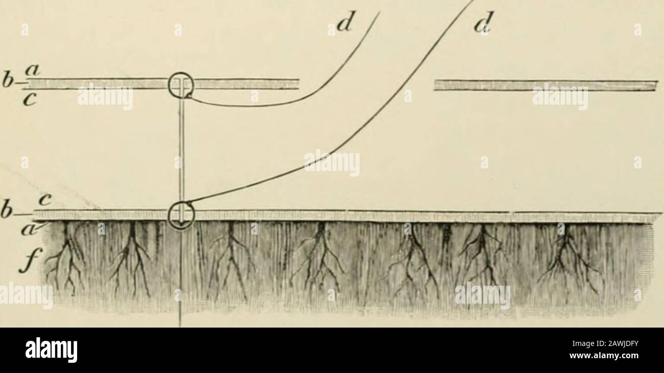 Operative surgery . Fig. 800.—Maunsells method, ends ail justed