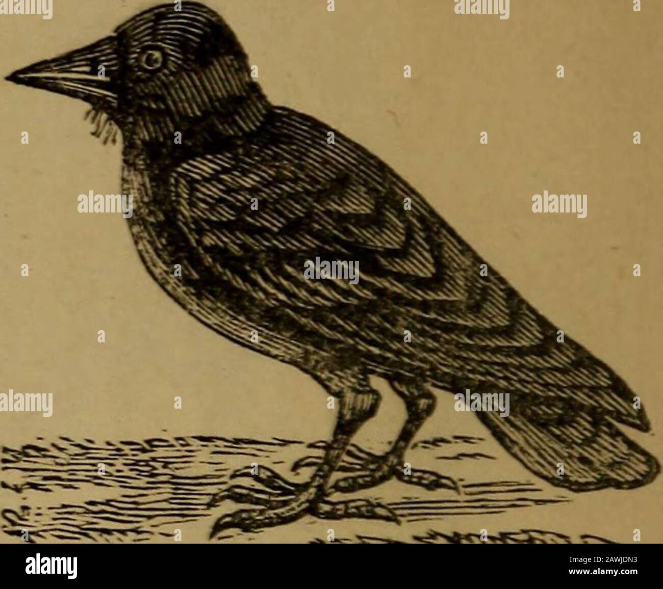 An original and illustrated physiological and physiognomical chart . ?^^•^•^ =^^.«^-xS-«.*3*&gt;*r-^:^^vrt^ Suspiciousness small.Owl. Suspiciousness large.Crow. Stock Photo