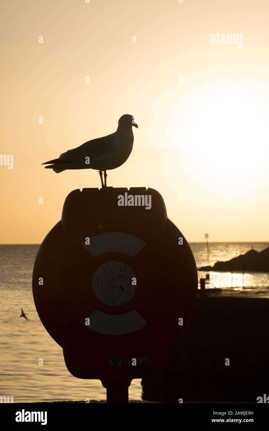 A gull atop a life belt/ring at sunrise in February next to the Cobb Harbour at Lyme Regis. Dorset England UK GB Stock Photo