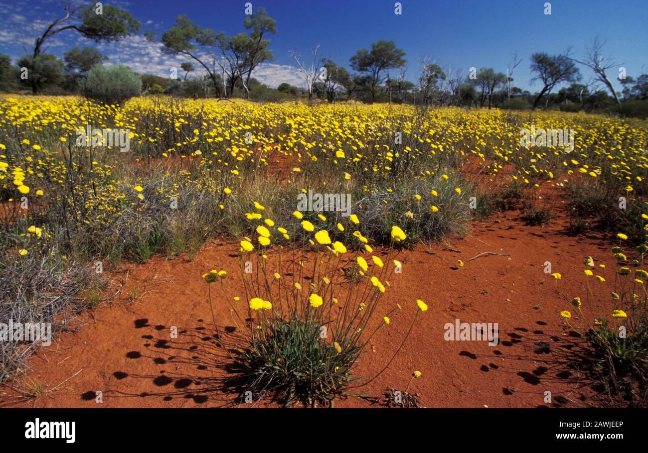 STUNNING DISPLAY OF YELLOW WILDFLOWERS , THE GREAT VICTORIA DESERT, WESTERN AUSTRALIA. Stock Photo