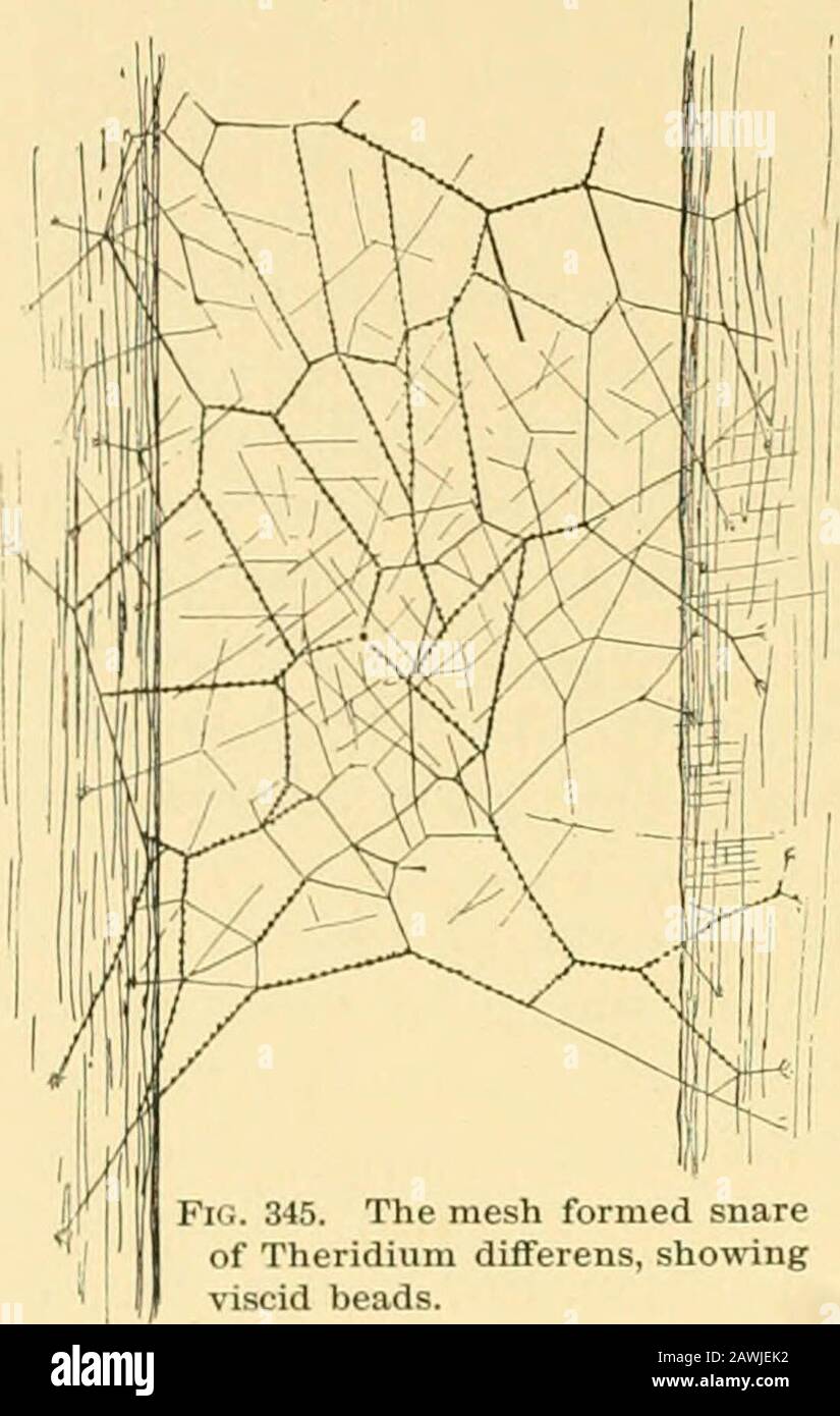 'American spiders and their spinningwork. A natural history of the orbweaving spiders of the United States, with special regard to their industry and habits' (1889) Stock Photo