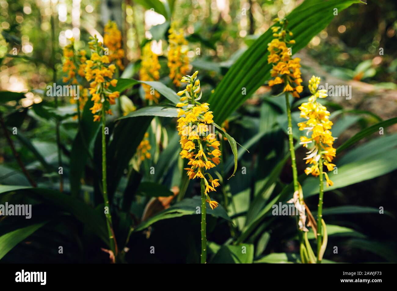 Yellow fresh Calanthe lyroglossa orchid or christmas  in lush tropical forest - Good environmental and pure nature of Phu Kradueng national park - Loe Stock Photo