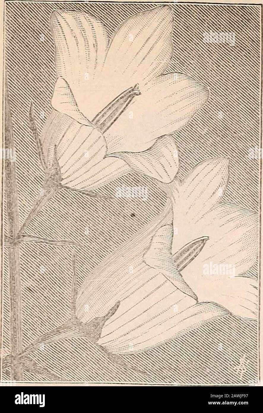 R& JFarquhar and Co'scatalogue, 1897 : reliable tested seeds plants, bulbs fertilizers tools, etc. . tly describes the habit of the plant, throwing outits branches so numerously as to make this habit a marked feature.Flowers of extraordinary size, graceful and handsome; borne onlong stems. Fittest mixed colors. No. 1281. Pkt.,.10.Pink. No. 1282. Pkt., .10.White. No. 1283. Pkt.,.10. ASTER. WHITE LADY. Two distinct features characterize thisbeautiful Aster, viz., a hitherto unapproached freedom of floweringand a distinct and lovely form of growth. It is of free, long-branching habit, the elegant Stock Photo