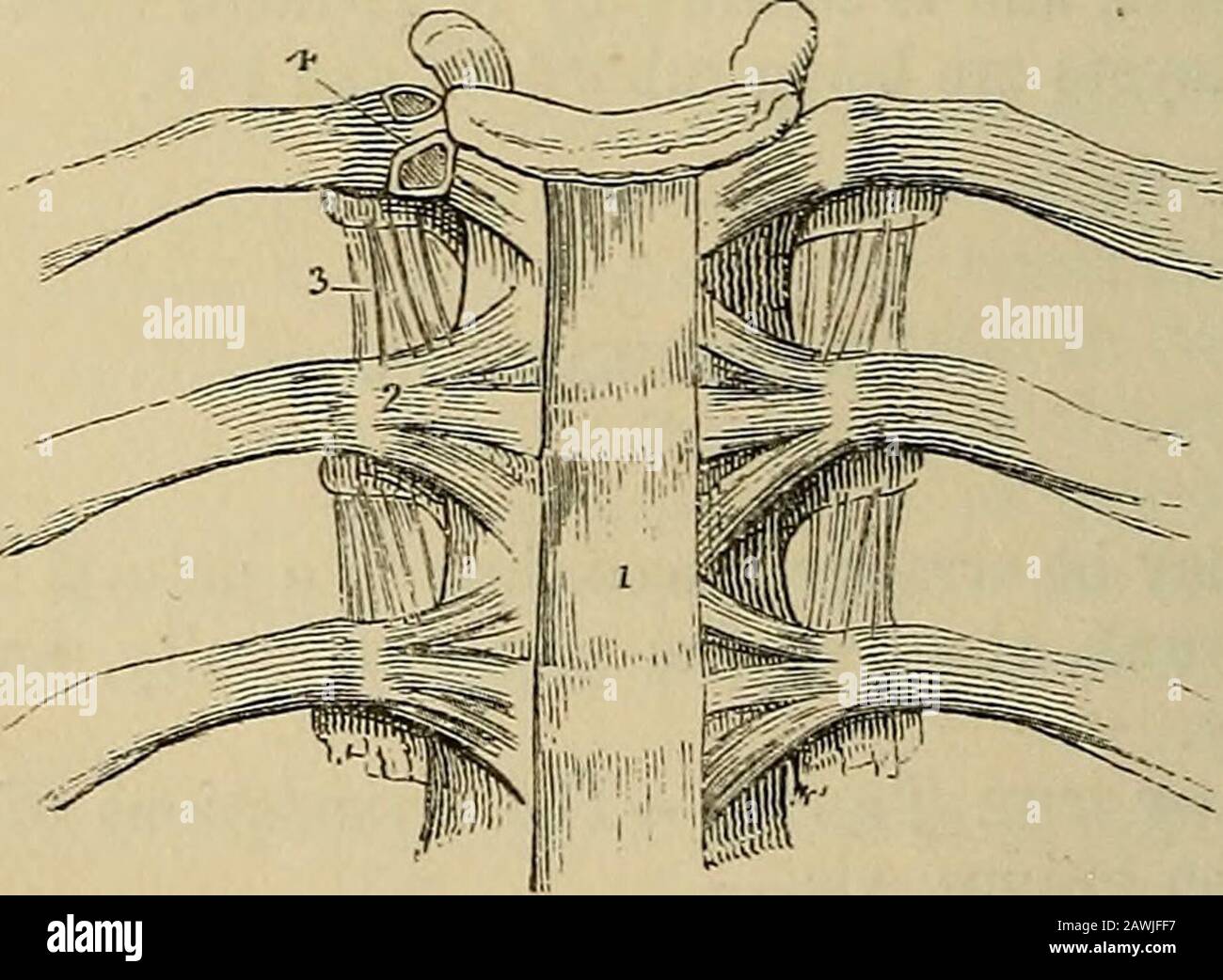 The anatomist's vade mecum : a system of human anatomy . vis. 1. Articulation of the vertehral Column. The ligaments connectingtogether the different pieces of the vertebral column, admit of thesame arrangement as that of the vertebra? themselves. Thus theligaments Of the , are the— Of the arches,— Of the articular processesr Of the spinous processes,— Of the transverse processes. Anterior common ligament,Posterior common ligament,Intervertebral substance.Ligamenta subflava.Capsular ligaments.Synovial membranes.Inter-spinous,Supra-spiuous.Inter-transverse. Bodies.—The Anterior common ligament Stock Photo