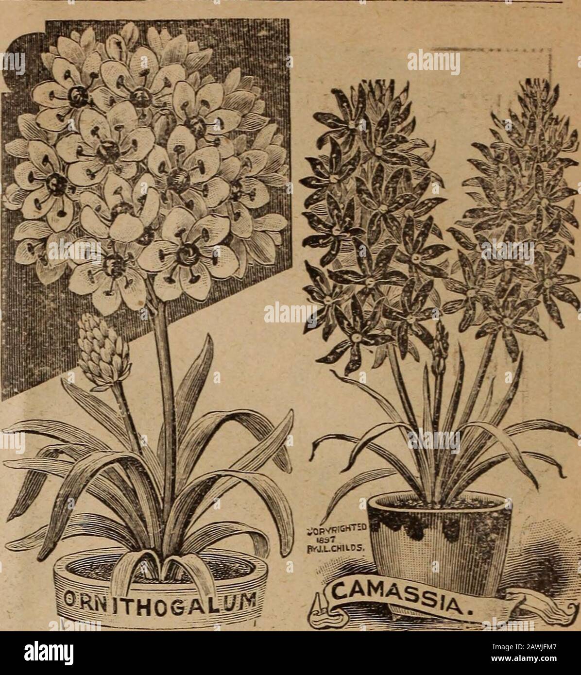 Childs' bulbs that bloom : bulbs that bloom plants that please berries that bear . olors and^ure to attract great attention. For pot culture in theiiouse thev give great satisfaction, being of easy cui-nre and free bloomers. Half a dozen bulbs may beplanted in a five-inch pot, and the display will be mag-nificent. For open ground culture give them winterprotection wtih leaves or straw. Mixed, 3 for 1.&gt;c:12 for 00c. TRITONIA CROCATA The most brilliant winter-flowering bulb in cultiva-tion. Treated like a Freesia, it produces spikes of large,well-opened flowers of the most intense cardinal co Stock Photo