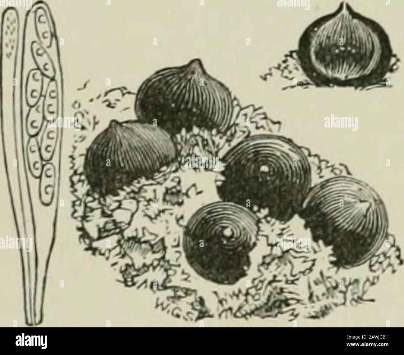 Introduction to the study of fungi : their organography, classification, and distribution for the use of collectors . ccording to the several sub-genera, from simple or continuous tomultiseptate or muriform, and hyalineor coloured. In Chaetospheria theperithecia are villose, and also seated.,,^„^.^^ upon a subiculum. In Villosae there .^^sh^J* ig 110 subiculum, but the perithecia Fig. lOi.—ByssoKpiutena, with are woolly, downy, or setulose. The section of perithecium, ascus, • • ^ • t • i ? • and sporidia. principal gen US is Lasiosphaerui, in which the sporidia are hyaline, or butslightly col Stock Photo