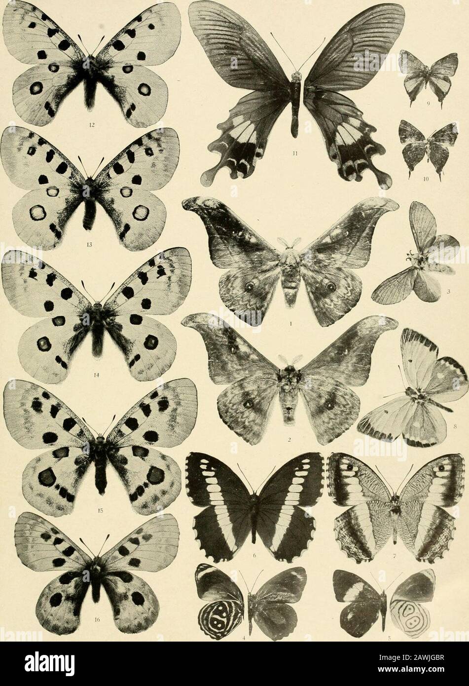 Lepidoptera Niepeltiana : Abbildungen und Beschreibungen neuer und wenig bekannter Lepidoptera . 1, 2 Troides Allottei Rothsch. cf $ [% nat. Größe]; 3 Papilio hippomedon Fldr. 9 (nat. Größe], Unter- und Obei4 Papilio chiansiades Westw. 9 [nat. Größe], Unter- und Oberseite; 5 Coscinocera hercules omphale Btlr. b Tafel XVIII. 1 2 Anth. gschwandneri Kiep. Ober- u. Unterseite — 3 Estigena silvestris Strand — 4 Catagr. var. texotitania Strand — 5 Callic wernickei Niep. — 67 Satyrus dehradunensis Niep. Ober- u. Unterseite — 8 Colias aurora var. philppsi Niep. — 9 10 Aphnaeus ruticaudis Strand. Ober- Stock Photo