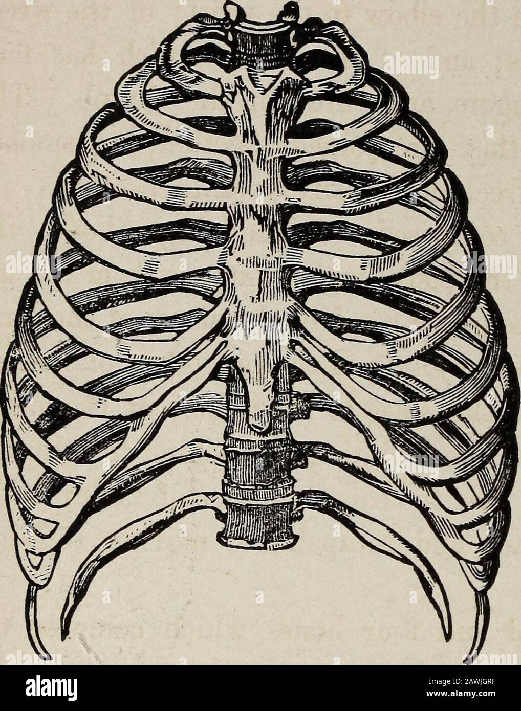 The body and its ailments: a handbook of familiar directions for care and medical aid in the more usual complaints and injuries . ine, is the main supportof the trunk of the body. It is composed oftwenty-six distinct bones, called vertebras,placed one above the other so as to form apillar or column, on the top of which is thehead, so joined as to move freely upon it; seeFigure 39. Seven of these vertebrae belong tothe neck, twelve to the back, five to the loins,and two make the lower end of the column.Anatomists give to these the names, derivedfrom the Latin, of cervical, dorsal, lumbar andsac Stock Photo