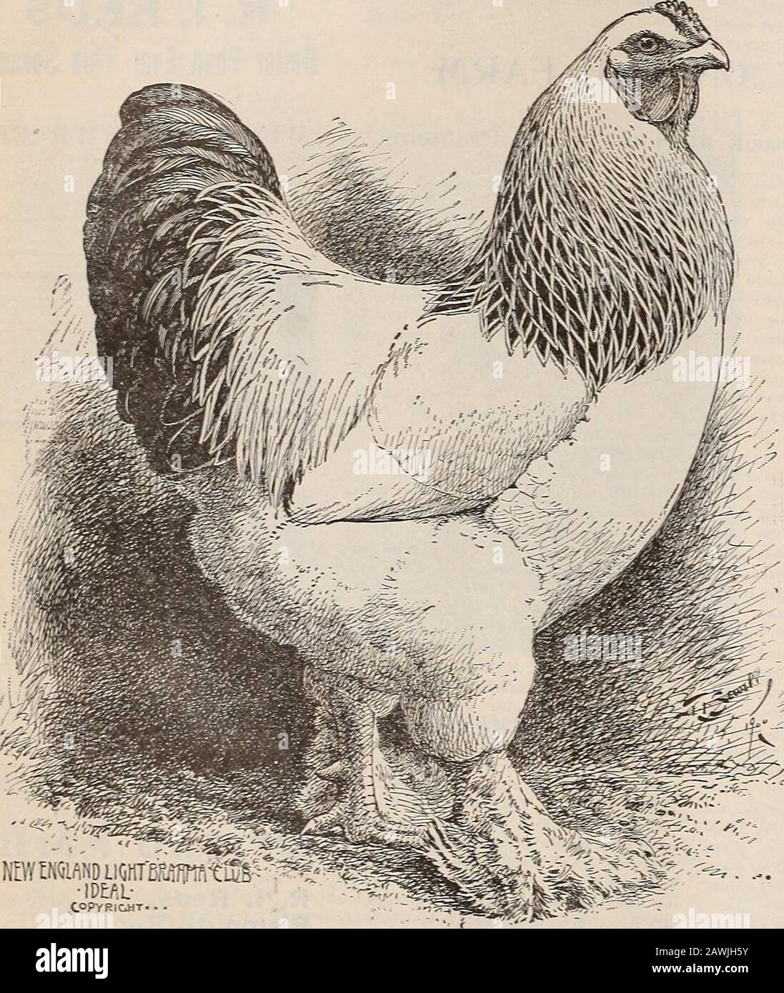 The Farm-poultry . refore,should not select with reference to relative)jopularity, unless, indeed, he intends to breedfor exhibition as well as for use. While recognized thoroughbred fowls haveso far been alone noticed, the value of cross-bred fowls for practical purposes should notbe forgotten. First crosses of thoroughbredfowls are often quite as protitable as, if noteven more profitable than, the thoroughbredfowls themselves. Bhode Island farmers, whocrossed Rose Combed Brown Leghorn malesupon the so-called Buff Malay females, foundthe cross excellent for eggs and market poul-try: and, with Stock Photo