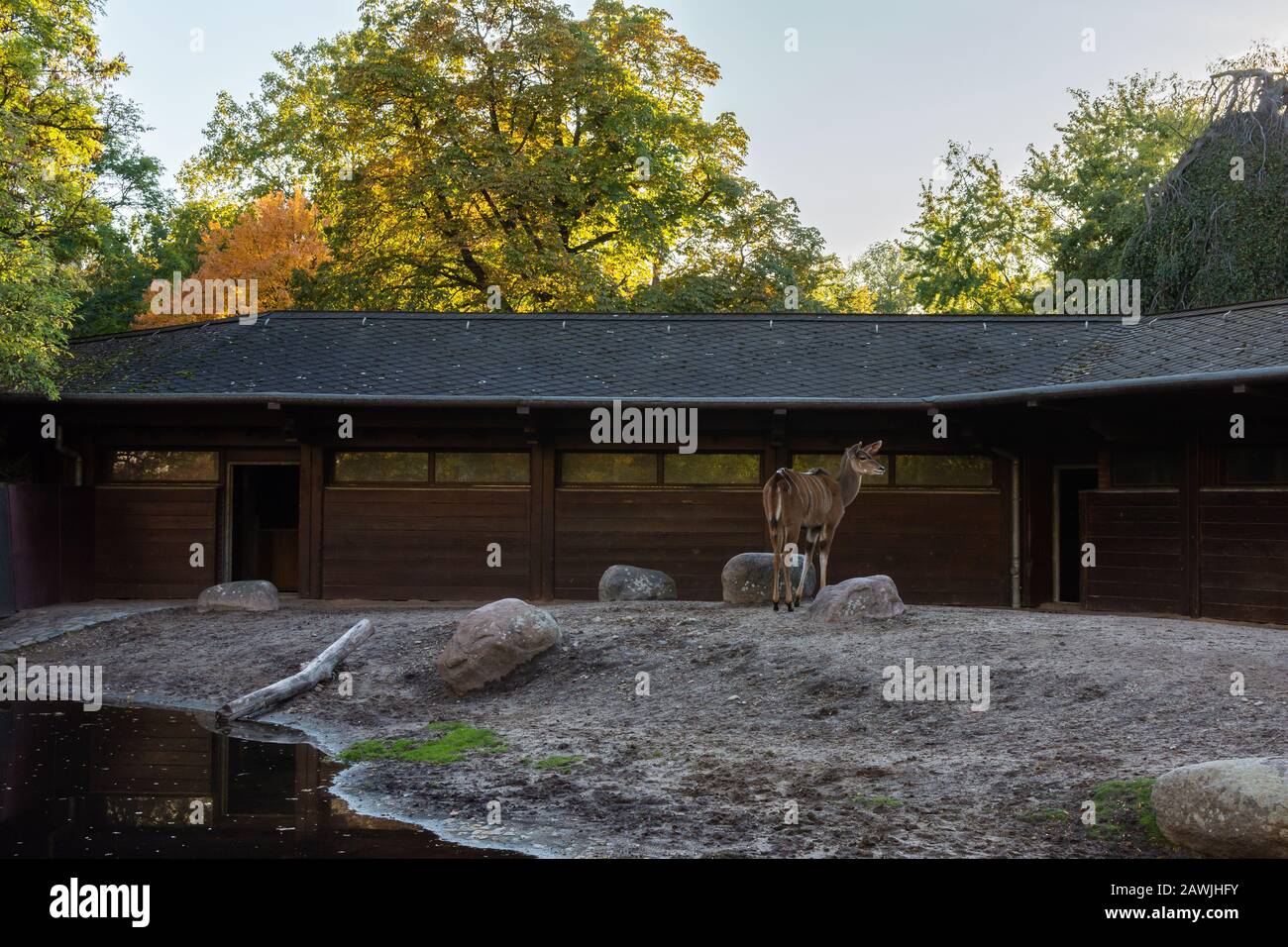 Berlin, Germany- October 7, 2019: Berlin Zoological Garden, artiodactyls animals Stock Photo